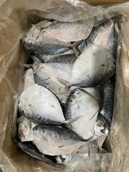 Frozen MoonFish - Pisces Import Export Company Limited - Vietnam