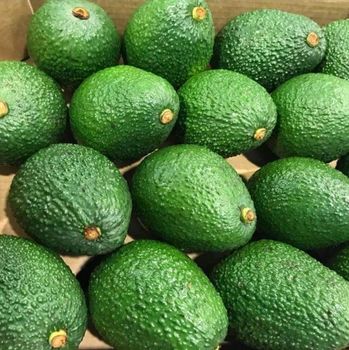 Avocado Origin kenya Product Type Fruits & Vegetables - Preston Agro Products Limited - Kenya