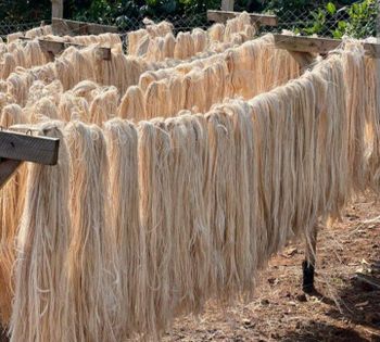 Banana Fiber (Premium Quality biodegradable banana fiber for Textiles, Handicrafts, industries etc. Premium quality long fiber carefully extracted and manually cleaned and sorted) - Freya's Agro - Bangladesh