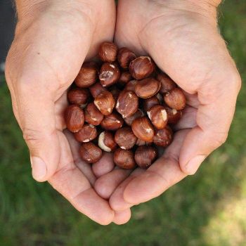 Factory Wholesale Organic Hazelnuts 100% Natural Raw Dried Hazel Nuts High Nutrition Whole Hazelnuts - TRADECENTRIC LLC - United States