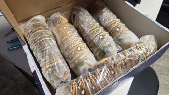 Factory Price Cheap Frozen Lobster/Frozen Crawfish Tails Crayfish - Smart Agri GmbH - Germany