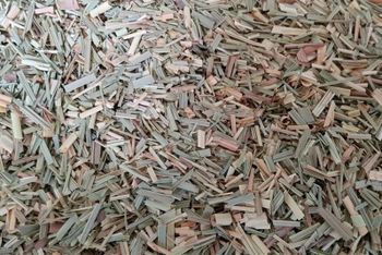 Cut Lemongrass from Kemet for Export Cut Lemongrass - Kemet for Export - Egypt