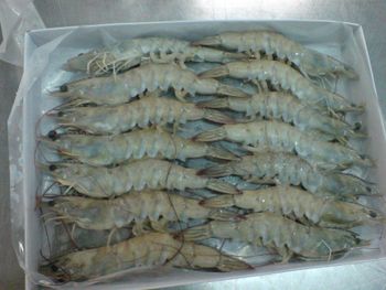 Frozen vannamei shrimps iqf gr.26/30 Packaging 10kg Grade - NUTRIDIET LDA - United Kingdom