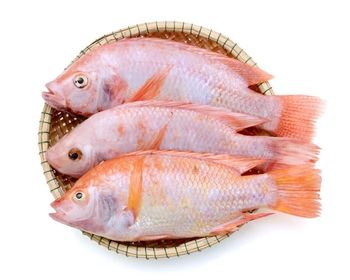 Good Nature Frozen Fish Red Tilapia Gutted Scaled From Vietnam for export - TANIS IMPORT & EXPORT COMPANY LIMITED - Vietnam