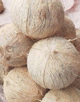 fresh coconut from JAC SEEDS & OIL TRADING (PTY) LTD fresh coconut - JAC SEEDS & OIL TRADING (PTY) LTD - South Africa