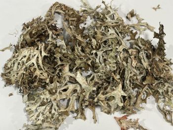 Iceland Moss (Cetraria islandica) – Premium Dried Herb Type Whole Purity ≥98% Drying Process AD Moisture Content <10% Origin Northern Europe - SIA Mushrooms Latvia - Latvia