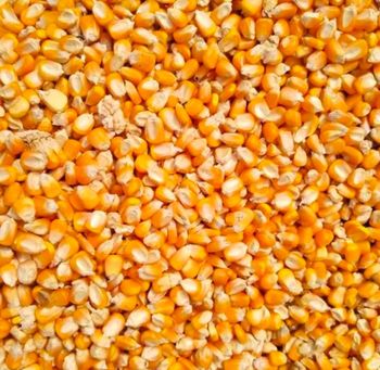 Wholesale Yellow Corn/ yellow corn for human consumption non gmo yellow corn yellow corn For sale - PEACE PRODUCTS LIMITED - United Kingdom
