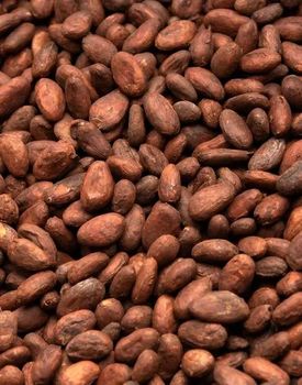 Cocoa beans from peru for human consumption - NUTRIDIET LDA - United Kingdom