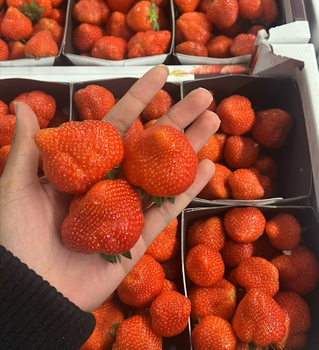 NATURALLY SWEET FLAVOR RED STRAWBERRY, FRESH STRAWBERRIES PACKAGING READY EXPORT - Sosa Merchant Solutions - Austria