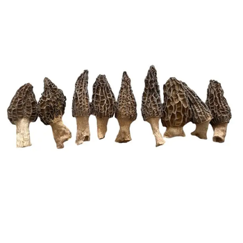 High Quality morel mushroom Wholesale, grow Morchella and shiitake mushroom - Fushun Haoyuan Trading Co., Ltd. - China