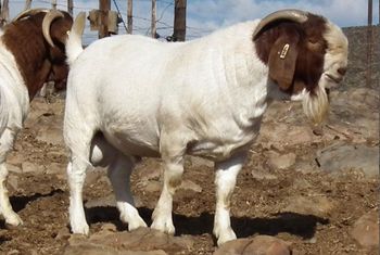 Bulk supply live boer goats with cheap price suitable for farms and livestock markets - Mutlu Et Mustafa - France
