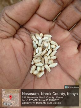 Safflower Seeds Harvest Year 2025 - TUKALIME VENTURES LIMITED - Kenya