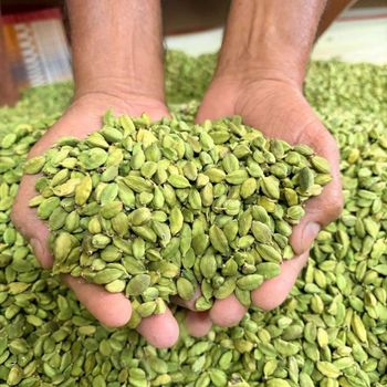 Green Natural Cardamom Granule AD Drying Process Single Herbs & Aromatic Spice Culinary Beverages For Sale - CPW TRADE LTD - United Kingdom