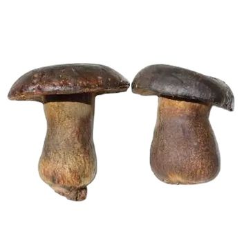 Detan New Season Supplying Fresh Wild Porcini Mushroom Color Brown Style Fresh Type Boletus Brand Name Detan Manufacturer - Shanghai Detan Mushroom & Truffles Co., Ltd. - China