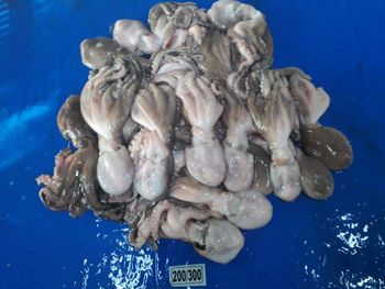 FROZEN OCTOPUS WHOLE SHORT ARM Packaging 5 X 4 KGS Size 100/200, 200/300, - KUBER SEA FOODS - India