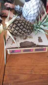 Fresh Pineapple Organic No Degree of Processing Whole Degree Of Maturity Pre-Ripened - PT Dethala Agro Indonesia - Indonesia