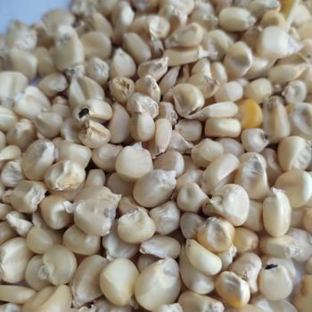 High purity White Corn available for wholesale buyers focusing on clean grain selection where White Corn stands strong - AGRO AFRIQUE COMPANY LIMITED - Tanzania