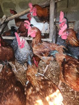 Chicken and poultry – product photo, Main Products