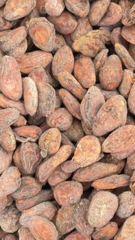 Cocoa Beans Origin Madagascar Bean Type Trinitario Max. Moisture (%) ≤ 7,5% Degree of Processing Raw Quality Standard premium export - Spice Trade Ventures - Madagascar