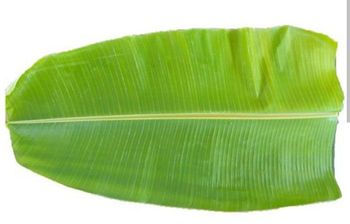 Banana Leaves Delivery Lead Time 2 Days After Order - MG&Co - India