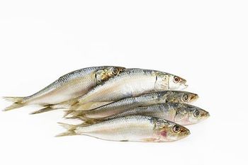 INDIAN OIL SARDINE Shelf Life 2 YEARS Packaging 10KG/ 12KG BULK Oil Content High Oil Content Texture Succulent And Flavorful - Netfish India - India