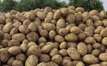 Potato,sweet potato Organic Yes Freshness Level Fresh Degree of Processing Other - Fatima ENTERPRISE - Bangladesh