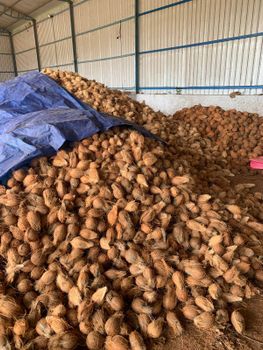 Semi Husked Coconut - Al Muizz Traders - India