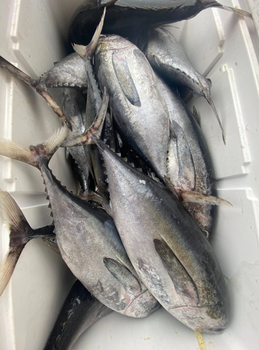 FROZEN BIG EYE TUNA - HIGH QUALITY Texture Buttery Fat Content High Type FROZEN FISH Color Vibrant Red Flavor Rich Taste - PT Savya Coco Provita - Indonesia