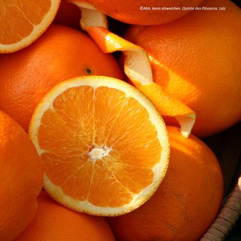 Organic Fresh Navel Oranges-High Quality Sweet Juicy Bulk Stock Available Factory Direct - TRADECENTRIC LLC - United States