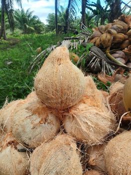 Fresh Coconut (Husked & Dehusked) - PT. Syahdu Sejahtera Makmur - Indonesia