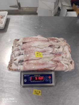 Squid loligo and Octopus - Agung Persada Tunggal - Indonesia