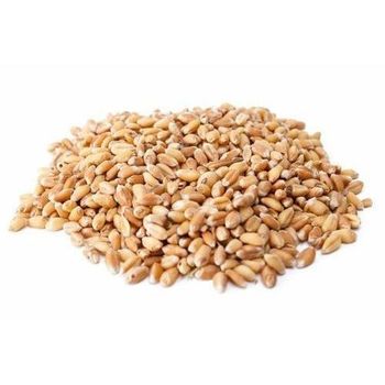 Hard Wheat Grains, Clean and Premium Grade, Cheap Bulk Wholesale Prices - A.C.P. AGRICULTURE COMPANY LIMITED - Thailand