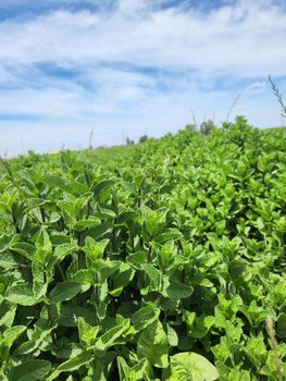 Moroccan Mint (Mentha) - Premium Quality - Settat premium Mint - Morocco