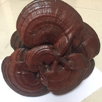 Dried High Quality Reishi Mushroom from Njang Investments Limited Dried High Quality Reishi Mushroom - Njang Investments Limited - Kenya