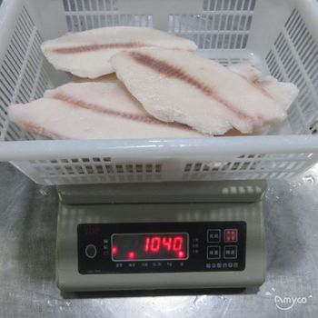 Frozen Catfish Fresh Frozen Seafood Product With Carefully Handled Processing For Premium Market Demand - TOSOH INTERNATIONAL - South Africa