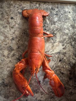 Lobster - Palak corp. - Canada