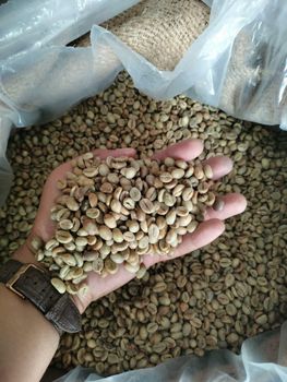 Robusta Grade 1 AA – product photo, Green Beans Coffee products found from trusted suppliers, wholesalers, manufacturers & exporters Listing