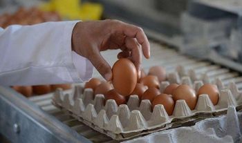 Fresh Shell Eggs | Indicative Price – Final quotation based on size, quantity & destination - Master Gestures International - Turkey
