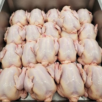 Premium High Quality Frozen Chicken Whole or Cut Parts Farm Raised Fresh and Safe for Restaurants and Retail - PILOTEXPORT IMPORT AND EXPORT LTD - South Africa