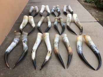 Paired Cow Horns - Francophone Commerce & Consults - France