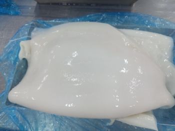 Squid Fillet from Latin Seafood PTE. LTD Squid Fillet - Latin Seafood PTE. LTD - China