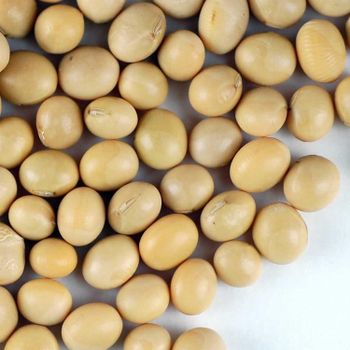 Factory Direct Bulk Organic Dried Soybean Seed Wholesale Premium Grade a for Sowing and Farming from AGRONOVA Factory Direct Bulk Organic Dried Soybean Seed Wholesale Premium Grade a for Sowing and Farming - AGRONOVA - United States