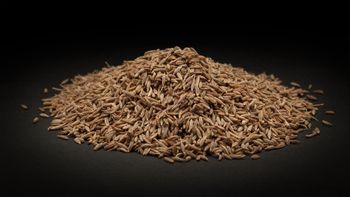 Cumin Seeds S99 from Noah Cumin Seeds S99 - Noah - India