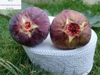 Yeroshlam figs (bigger size) live plants - ATTA NAEEM TRADERS ( PRIVATE) LIMITED - Pakistan