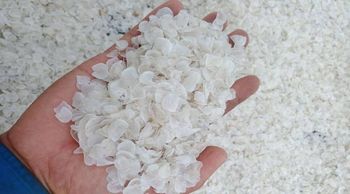 Dried Fish Scales (Rohu, Catla, Tilapia) – Collagen & Gelatin Raw Material from TRN Trade Dried Fish Scales (Rohu, Catla, Tilapia) – Collagen & Gelatin Raw Material - TRN Trade - Bangladesh