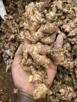 Agriculture, Food & Beverage - FEMOE TRANSIT AFRICA - Cameroon