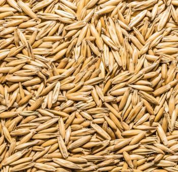 High Quality Oat Grain Hot Selling Original Flavar Bulk Unhulled Yellow Oats Seeds Sale - VERTEX TRADING LIMITED - United Kingdom