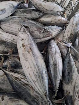 Tuna Skipjack Fish – product photo, Fish products found from trusted suppliers, wholesalers, manufacturers & exporters Listing