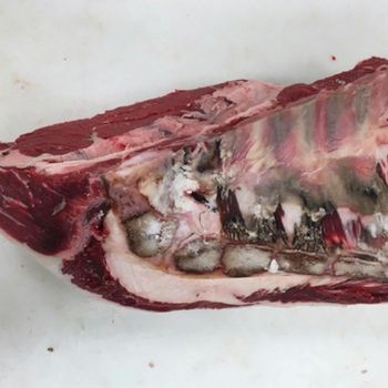 Fresh Halal Beef Brisket with Bone Bulk Quantity Available -  CALIPSO POLSKA SP Z OO  - Poland