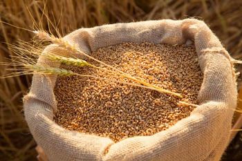 High-Quality Food Grade Wheat — Bulk & Bagged Supply for Milling and Human Consumption from Trapani Global Trade B.V. High-Quality Food Grade Wheat — Bulk & Bagged Supply for Milling and Human Consumption - Trapani Global Trade B.V. - United States